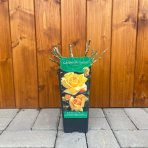 Ruža mnohokvetá (Rosa floribunda) 'GARDEN PRINCESS' - výška 10-20 cm, kont. P11